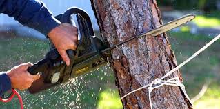 Best Tree Preservation Services  in Frent Hills, MO